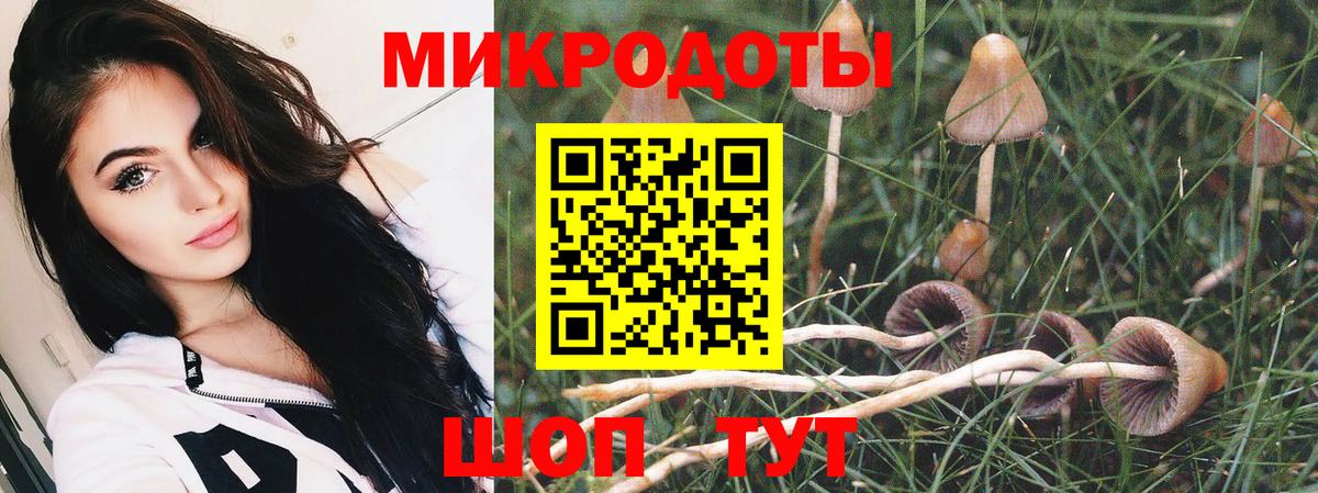 продажа наркотиков  Галлюциногенные грибы Psilocybine cubensis  Вход с VPN  Кизилюрт 